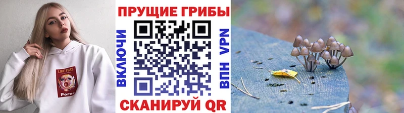 Псилоцибиновые грибы Psilocybe  купить   Лебедянь 